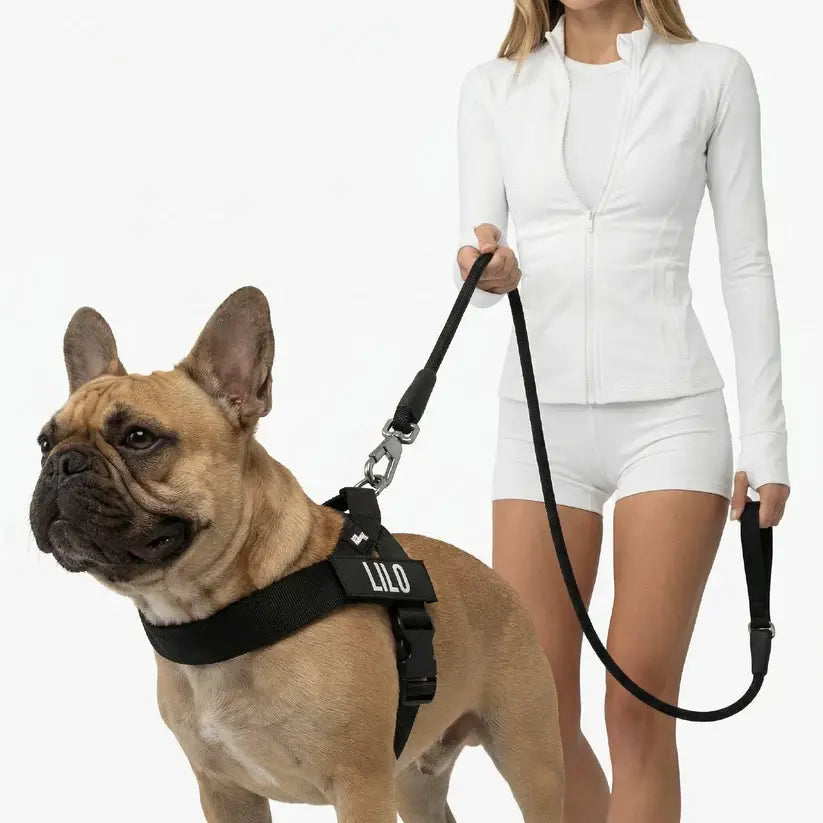 Dog Friendly Co. Harness + No-Pull D-Ring + Bungee Leash