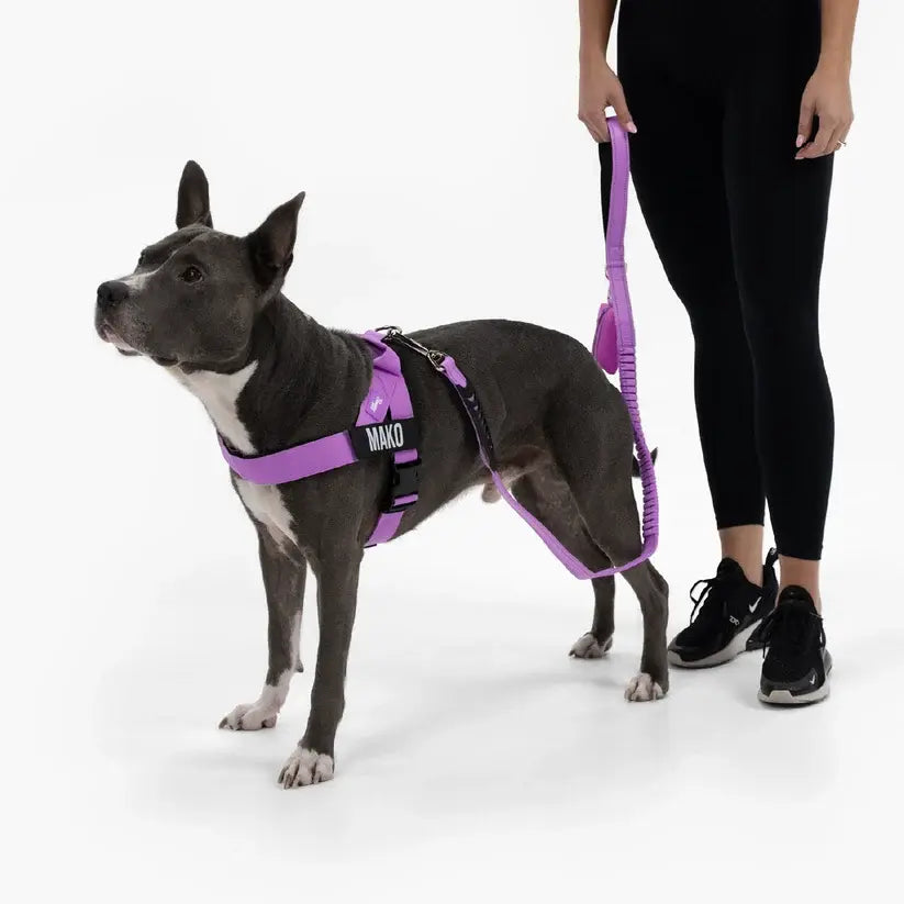 Dog Friendly Co. Harness + No-Pull D-Ring + Bungee Leash