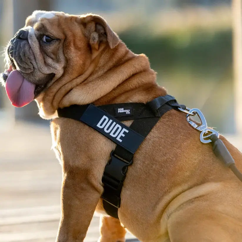 Dog Friendly Co. Harness + No-Pull D-Ring + Bungee Leash
